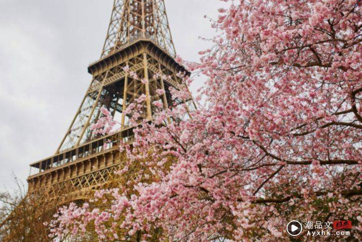 巴黎铁塔附近能赏樱